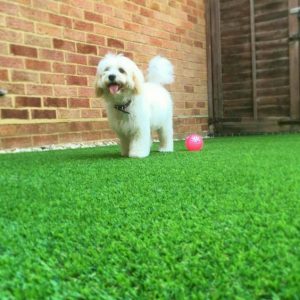 Artificial Grass for Dogs